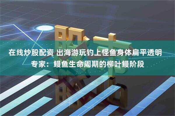 在线炒股配资 出海游玩钓上怪鱼身体扁平透明  专家：鳗鱼生命周期的柳叶鳗阶段